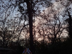 Looking at all the pretty trees at sunset.